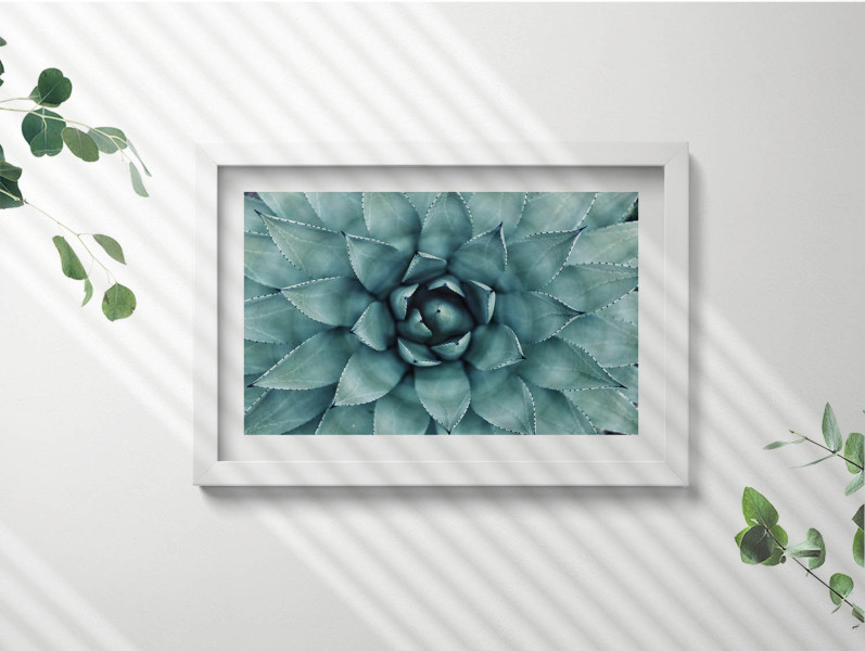 Obraz w białej ramie, Zielona roślina sukulent 30x20 cm