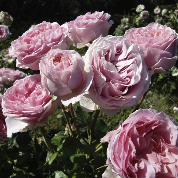 Edelrose, Rosa »Amorosa®«, Blüte: zartrosa, gefüllt