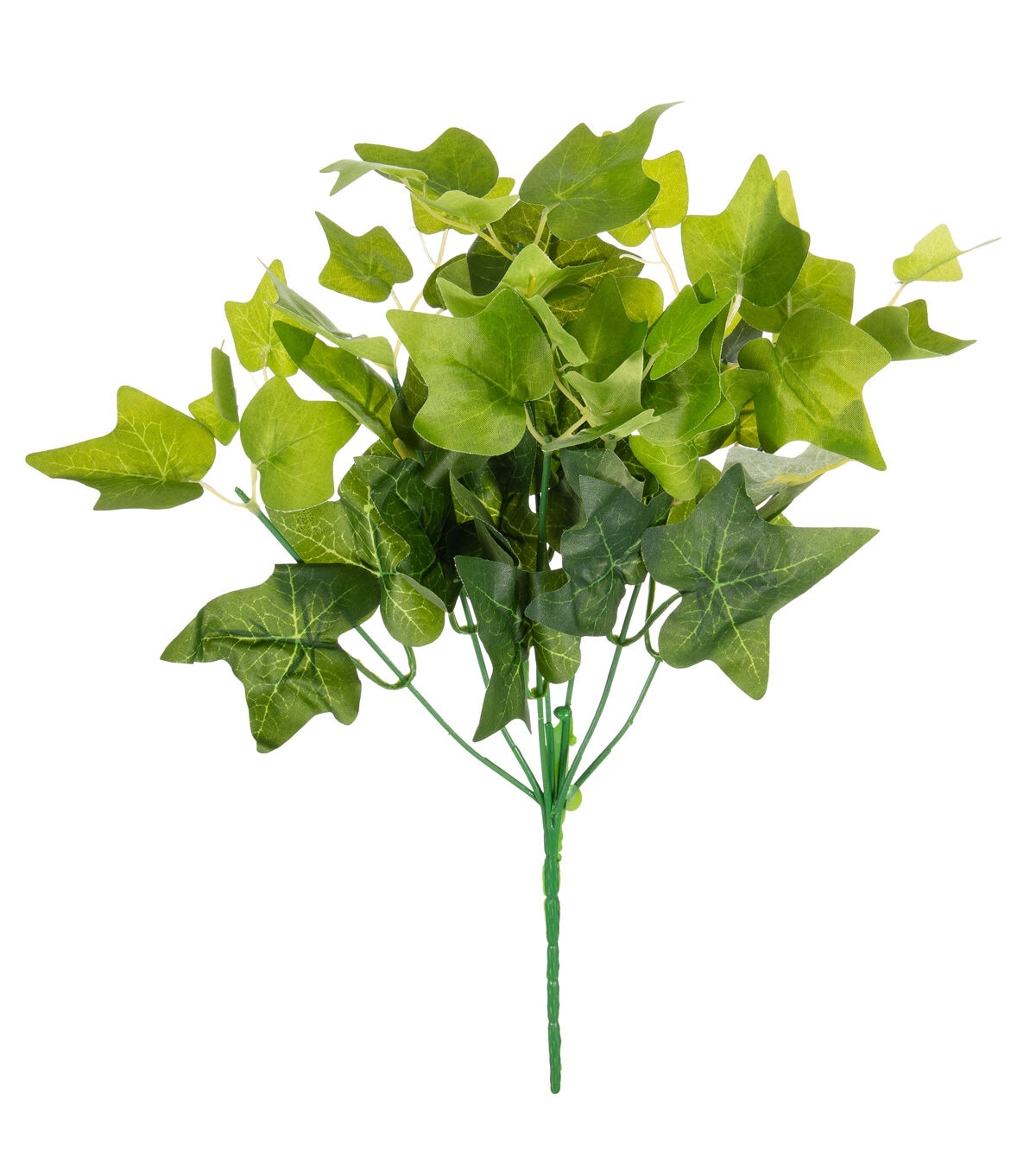 14 English Ivy Bush by Bloom Room