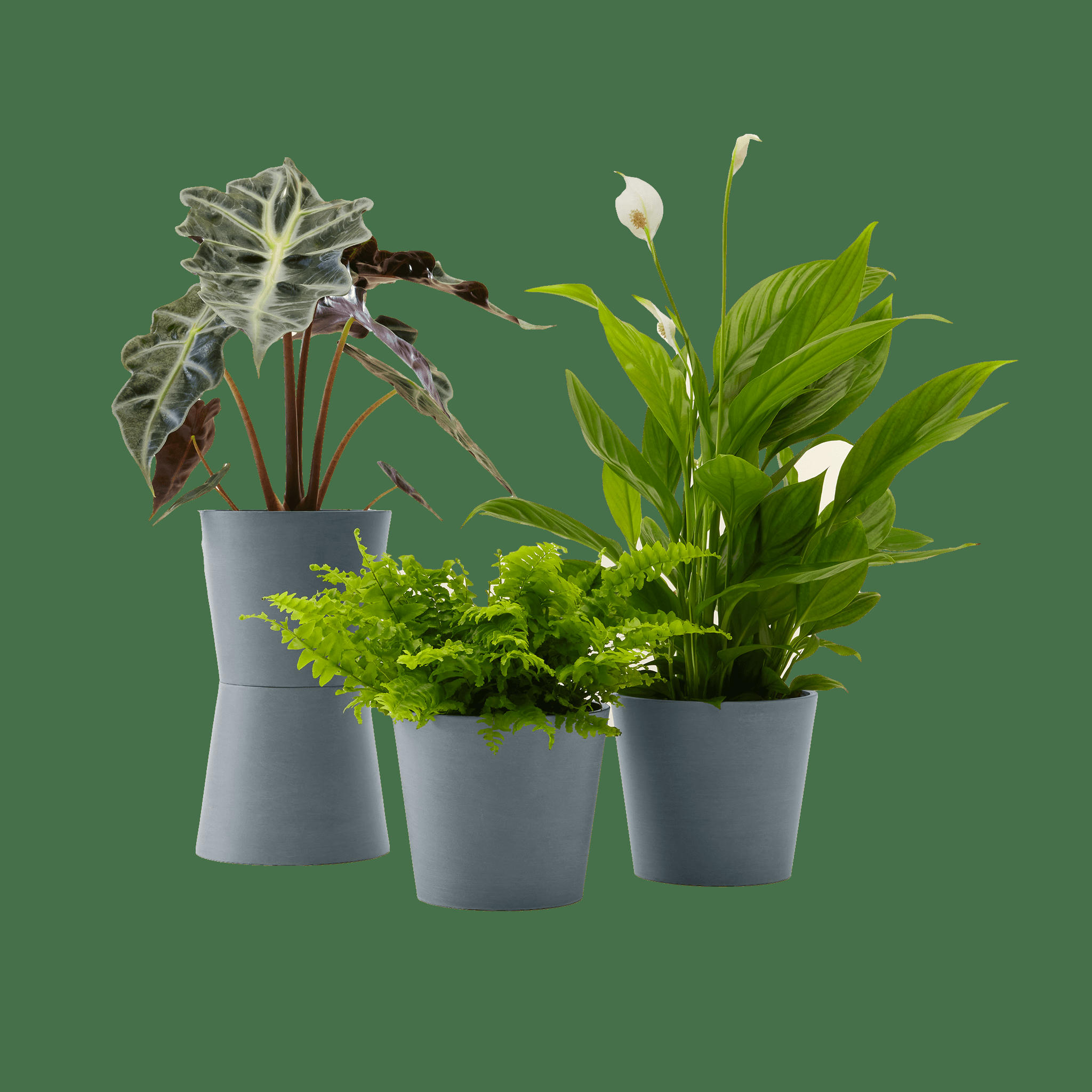 - Plante - Spathiphyllum, Bananier, Nephrolepis pot bleu gris