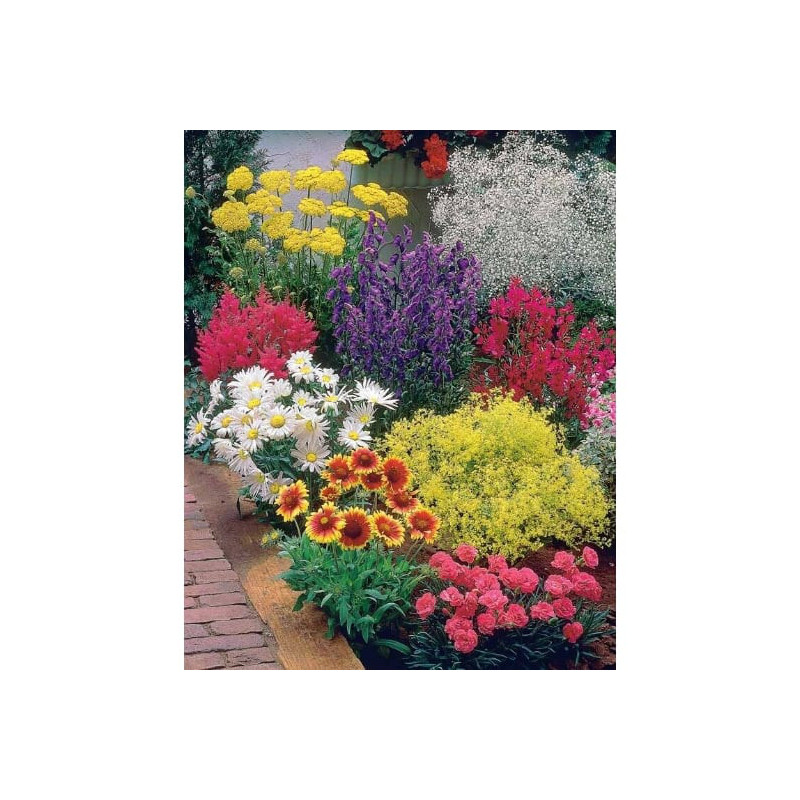 Plante annuelle en pot