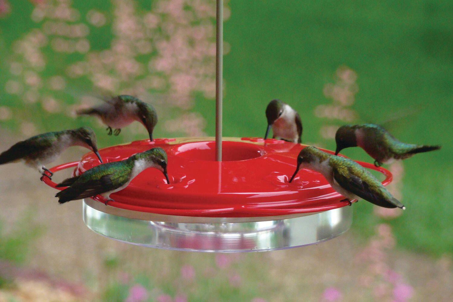 Panacea Classic Easy Hang Hummingbird Dish Feeder with Ant Guard, 12-oz