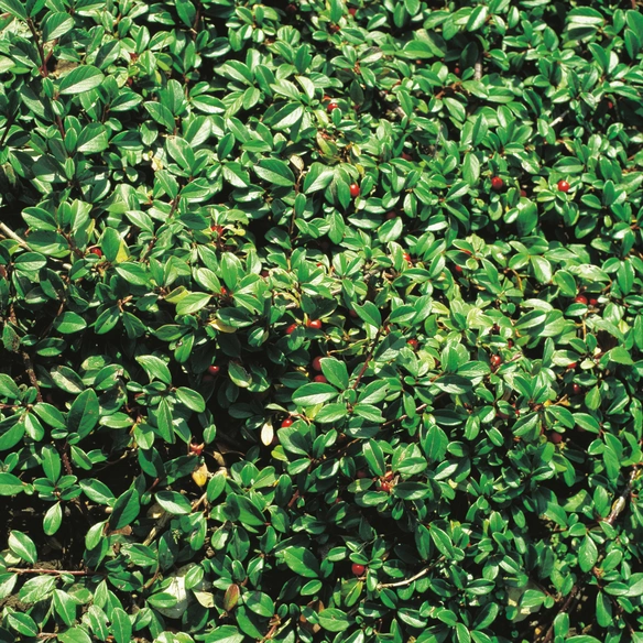 Zwergmispel, Cotoneaster dammeri »Radicans«, weiß, winterhart