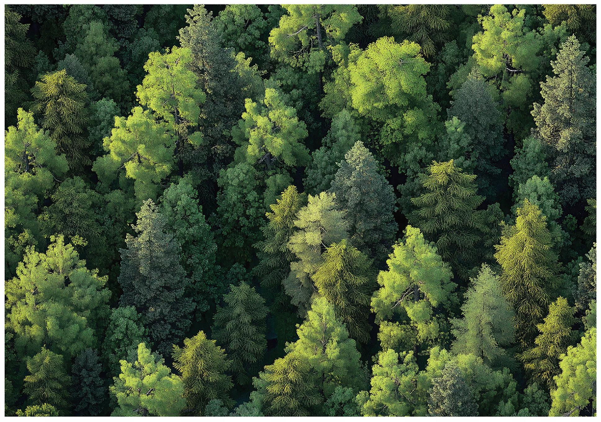 Fototapeta Las Drzewa Natura Sypialnia Salon Tapeta Flizelina 250X175
