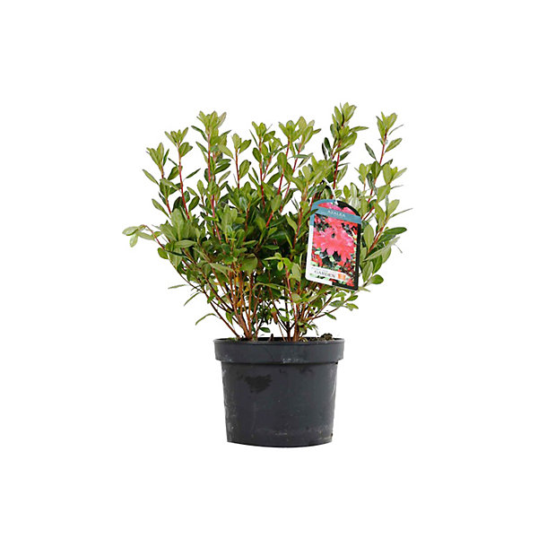 2 x Azalée caduque knaphill rouge - Azalea knaphill- 40-50 cm pot