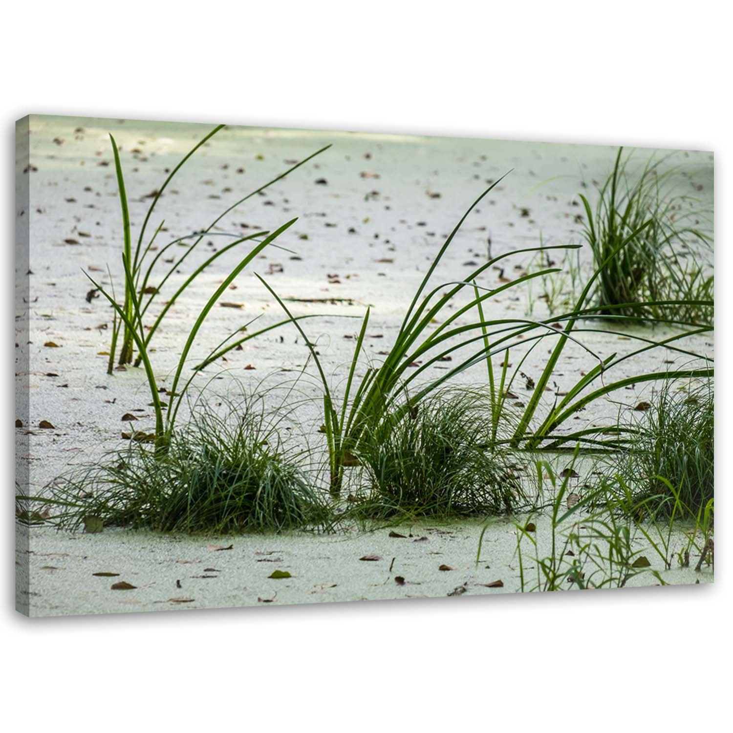 Feeby Obraz na płótnie Trawa wydmy piasek plaża 60x40