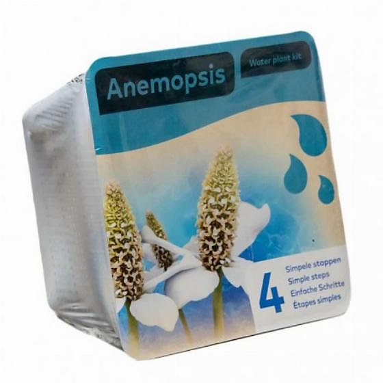 Kit de 2 plantes aquatiques - bassin et fontaine - Pontederia - Moerings