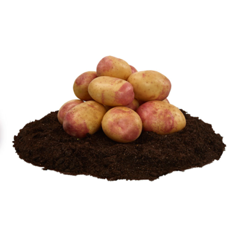 King Edward, sättpotatis