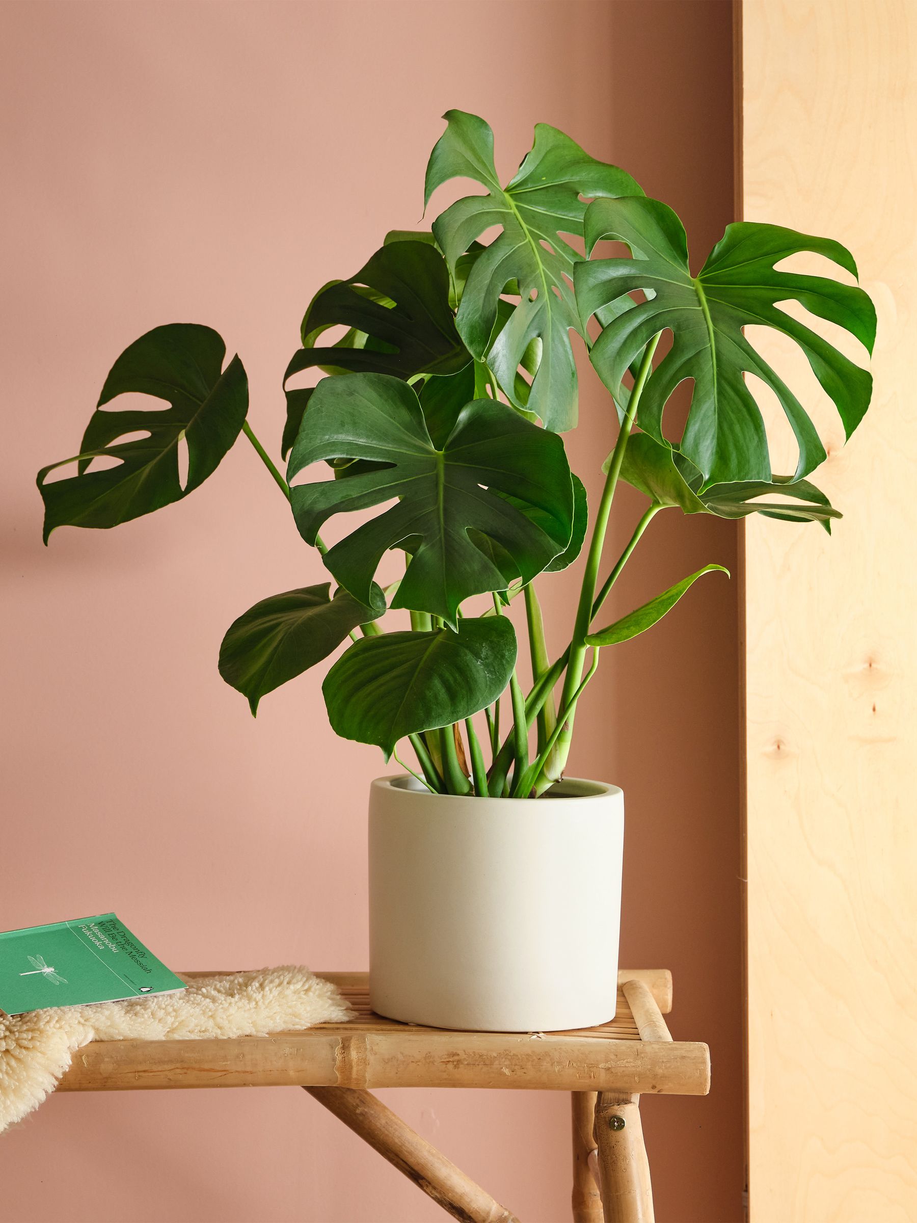 Beards & Daisies Oyster Real Monstera Swiss Cheese Plant in Earthenware Pot