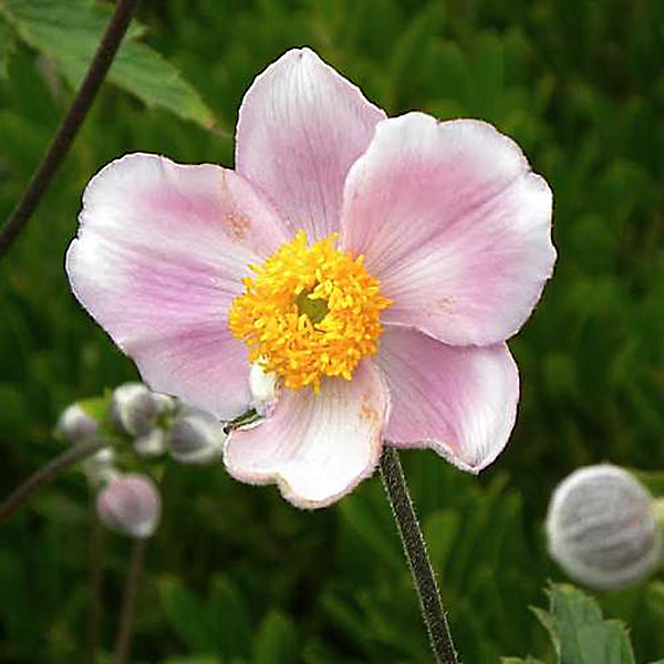 6 x Anémone du Japon - Anemone tomentosa 'Robustissima'- godet 9cm x 9cm