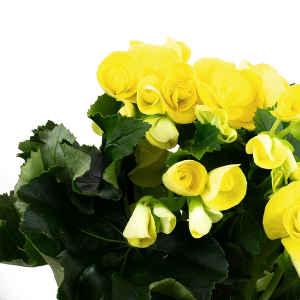 Begonie, Begonia Elatior-Hybriden, Blütenfarbe: gelb