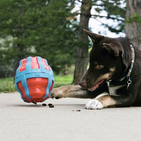 Hundespielzeug, mehrfarbig