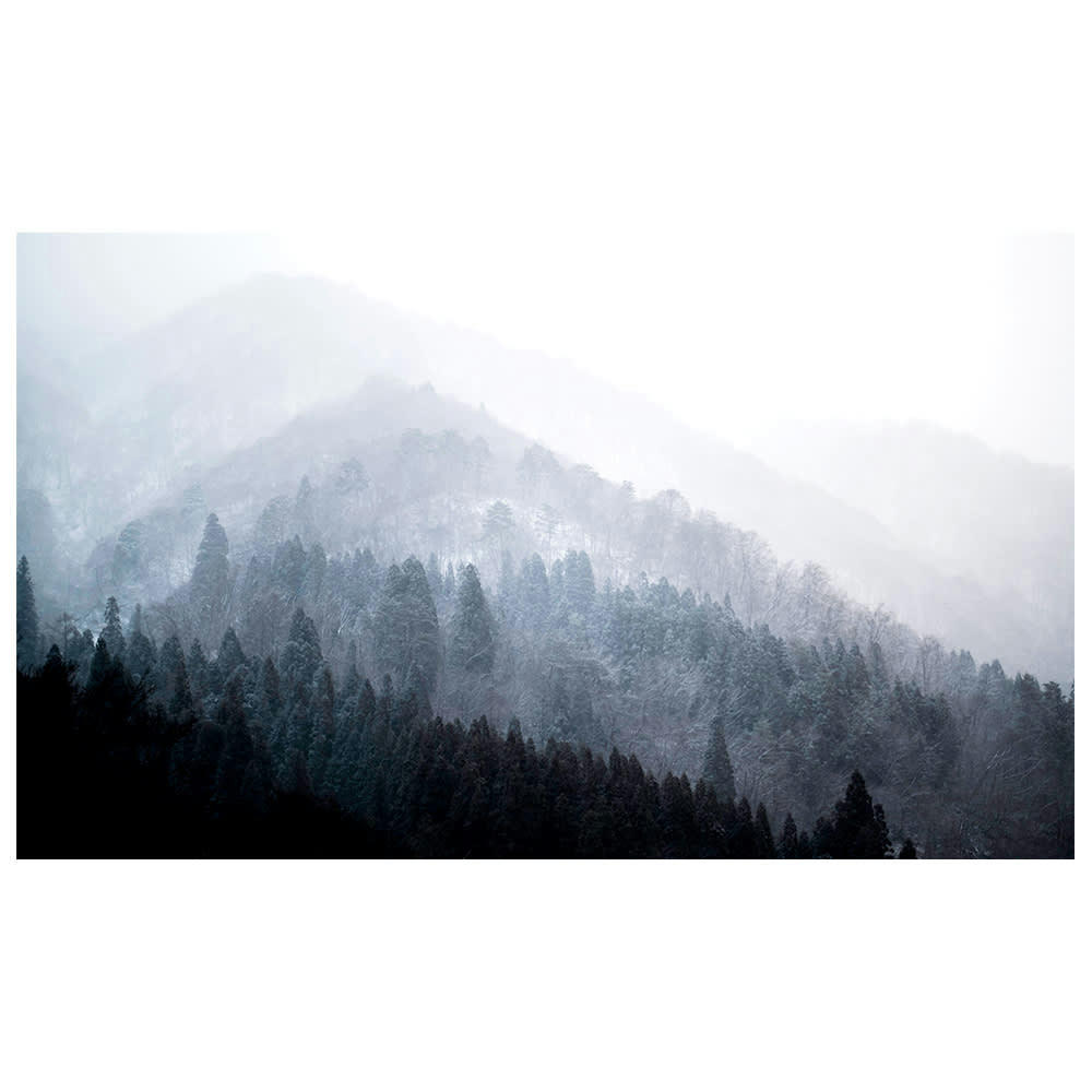 - Tableau impression sur toile arbres dans la brume 50x80cm