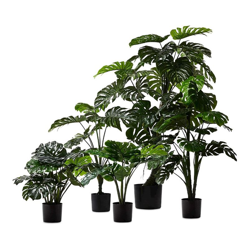 Monstera Potted Plant 120cm