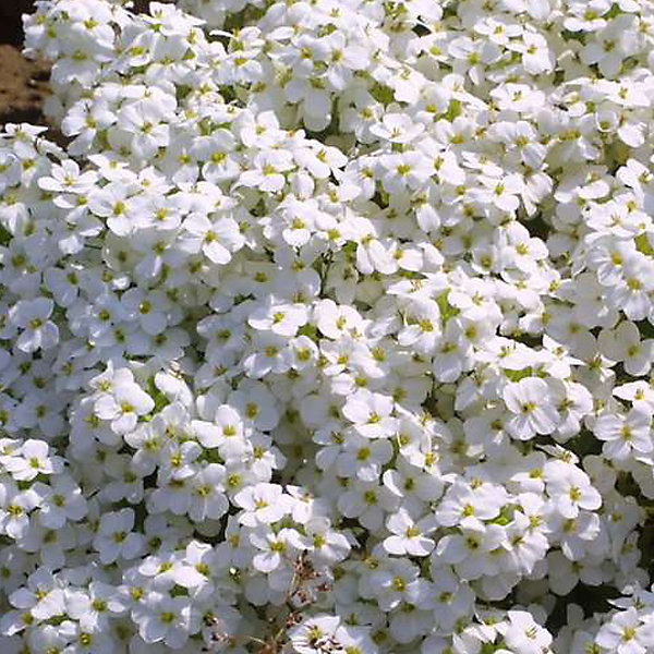 6 x Arabette du Caucase 'Bakkely' - Arabis Caucasica 'Bakkely'- godet 9cm x 9cm