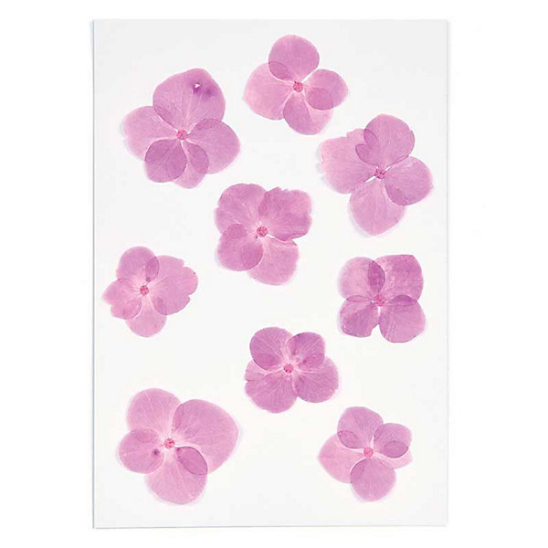 Hortensias roses séchés et pressés
