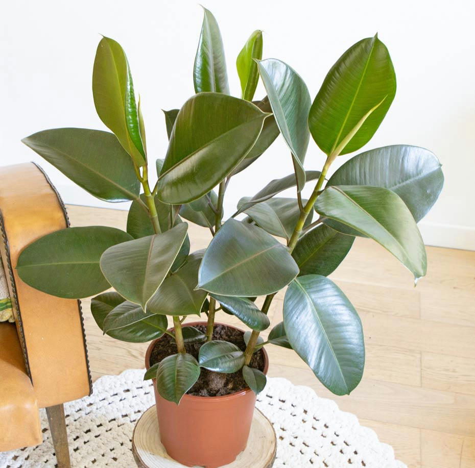 FICUS - Ficus Caoutchouc 3 branches avec cache-pot