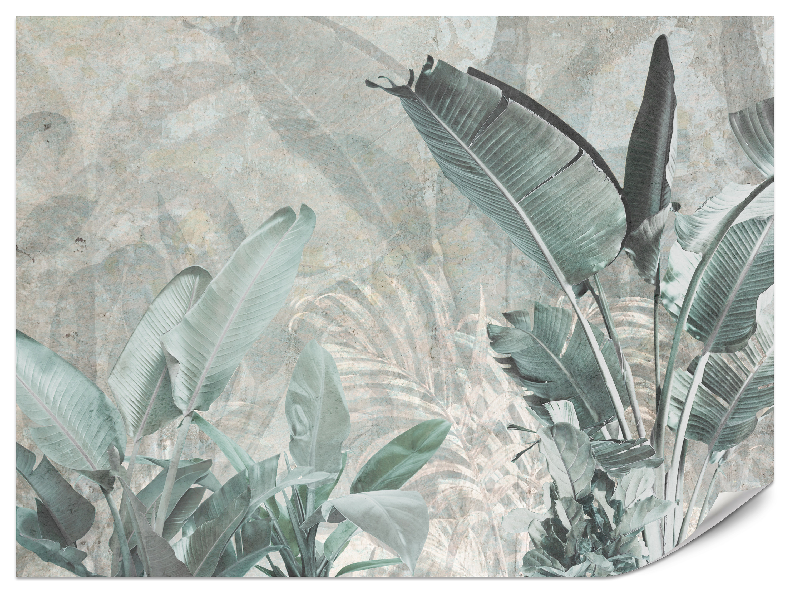 Fototapeta Liście bananowca V2 150x105cm