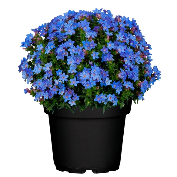 Steinsame »Lithodora diffusa«, blau, winterhart