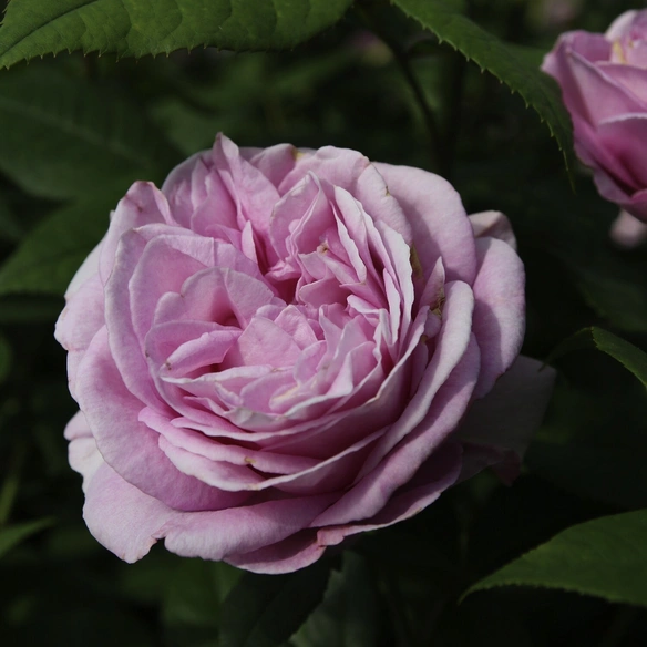 Edelrose, Rosa »Königin Marie®«, Blüte: rosa, gefüllt