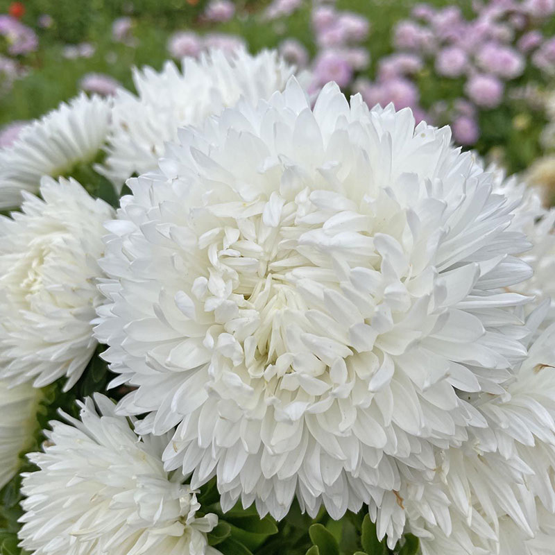 Sommaraster 'King Size White'