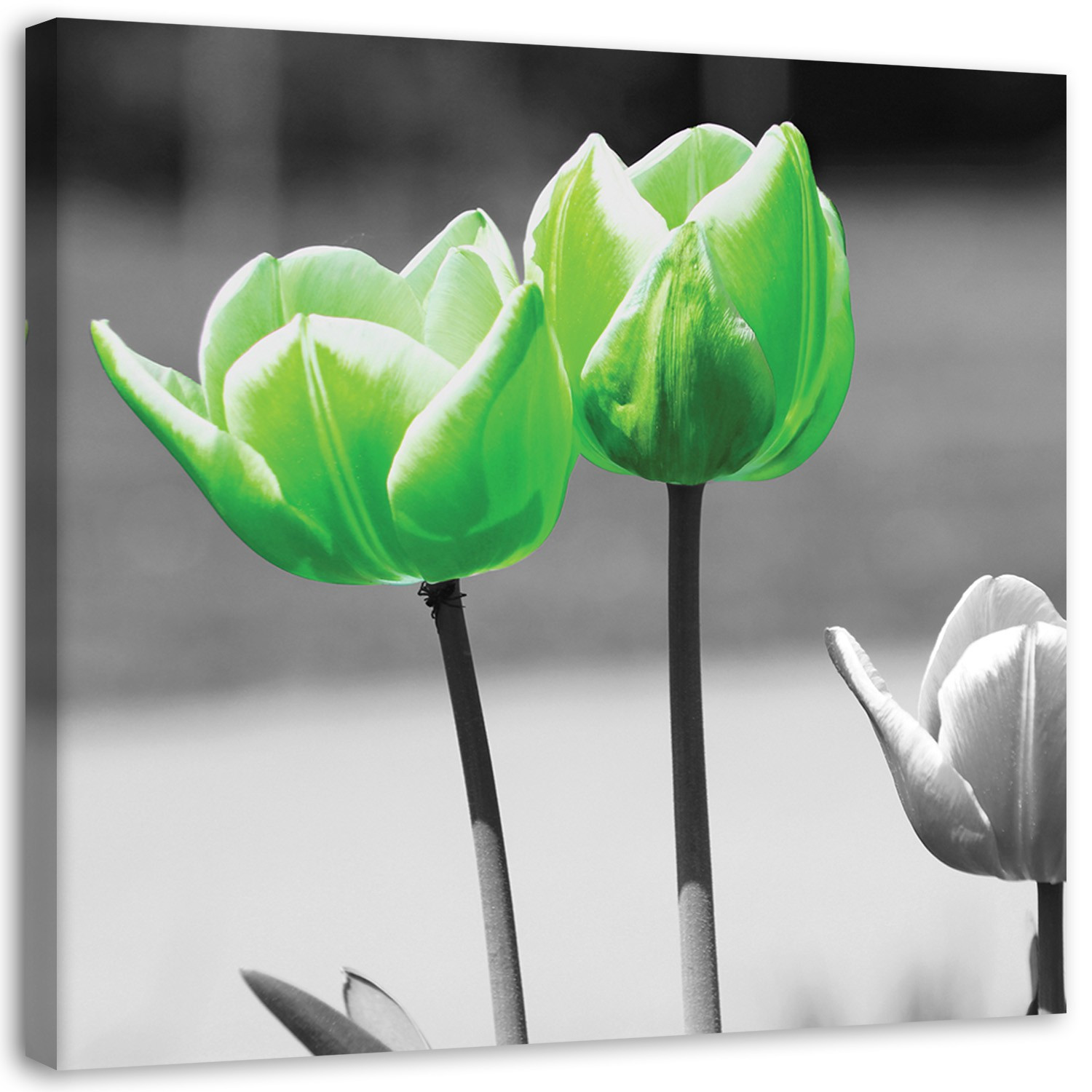 Feeby Obraz na płótnie Zielone tulipany w szarości 30x30