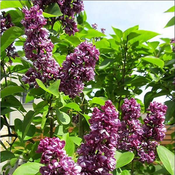 2 x Lilas commun - Syringa vulgaris 'Charles Joly'- 40-60 cm pot