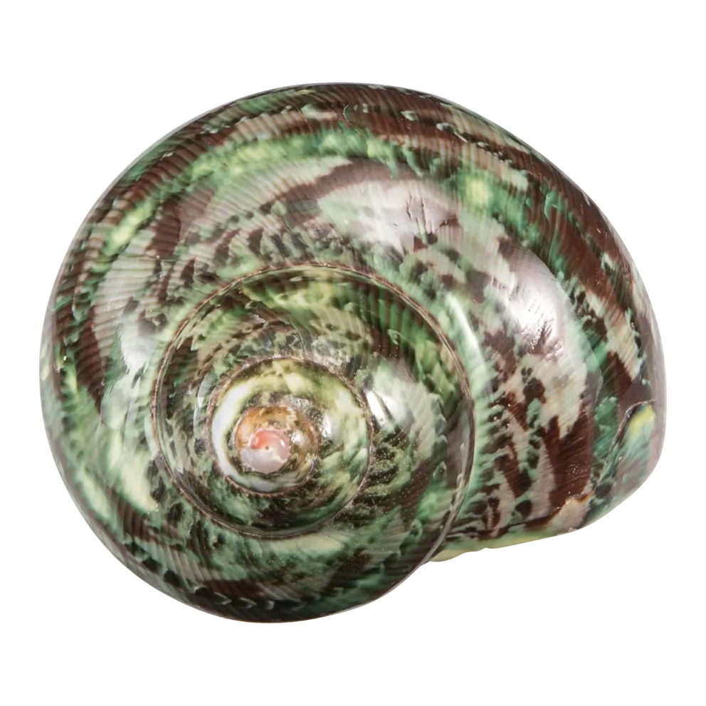 Muschel Muschel