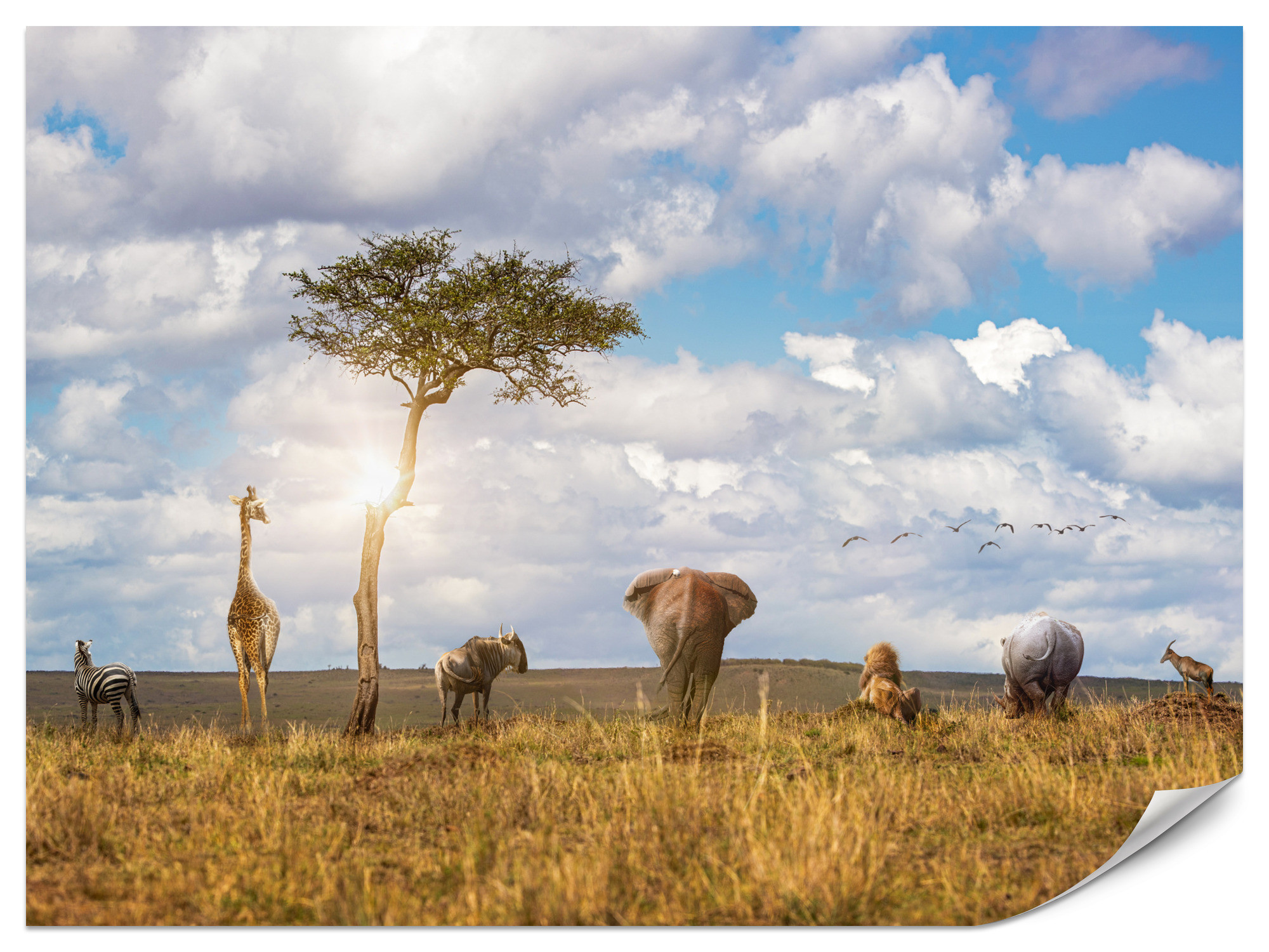 Fototapeta Spacerujące zwierzęta safari 100x70cm