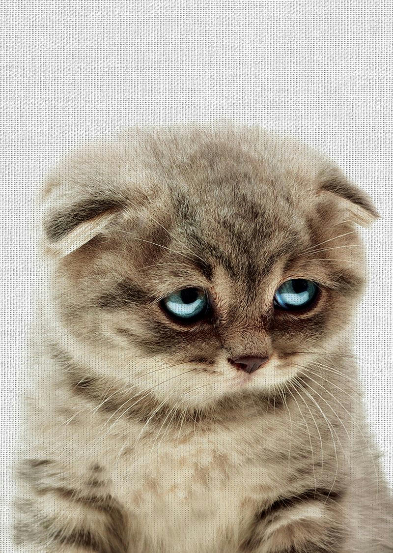 ANIMAL FUN - Tableau métal chat 32x45