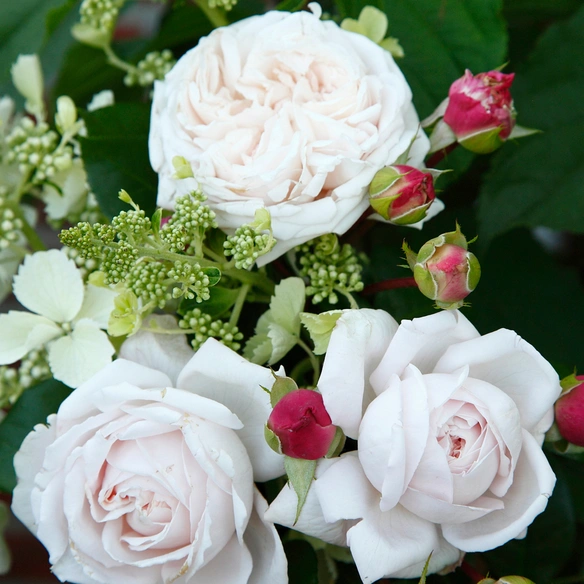 Beetrose, Rosa »Constanze Mozart®«, Blüte: rosa, gefüllt
