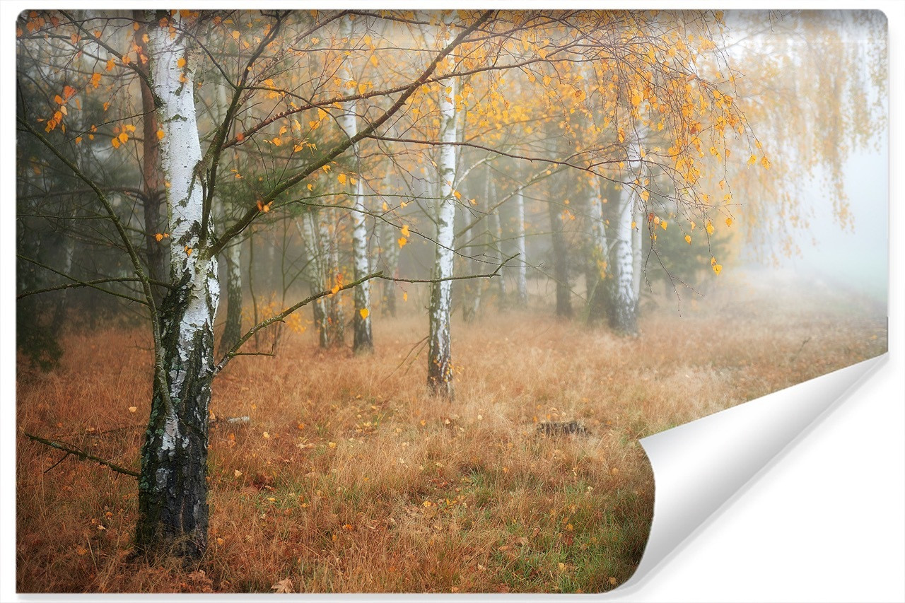 Fototapeta MGŁA Las Drzewa Brzozy Natura 90x60cm