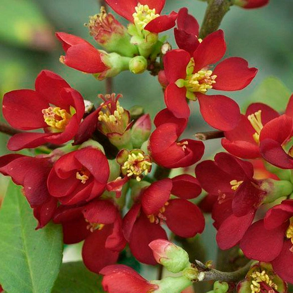 Pflanze »Chaenomeles speciosa«, Hot Fire -R-, rot