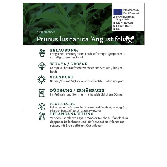 Portugesiche Lorbeerkische, Prunus lusitanica »Angustifolia«, Blätter: dunkelgrün, Blüten: weiß