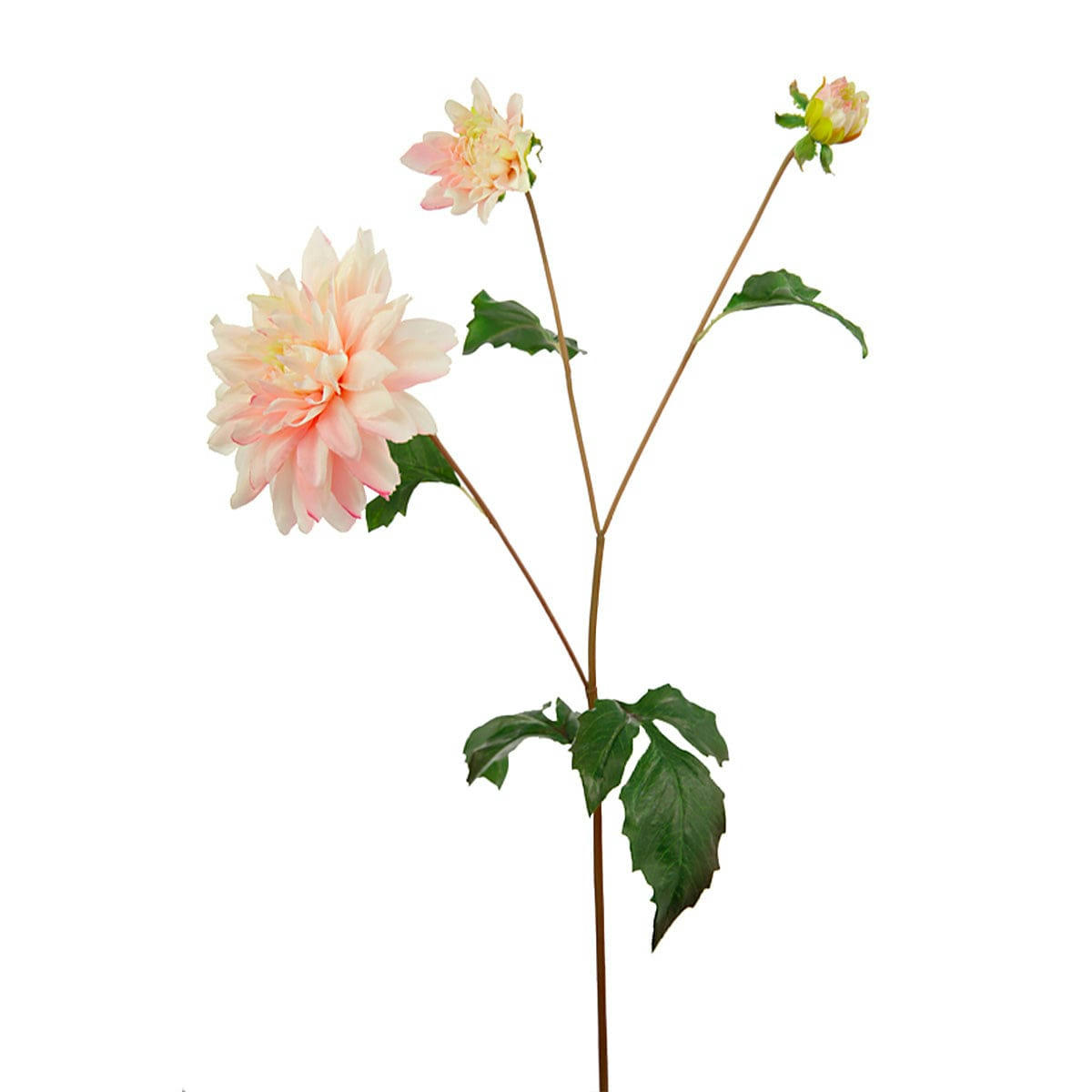 CLARA - Dahlia Clara H65cm