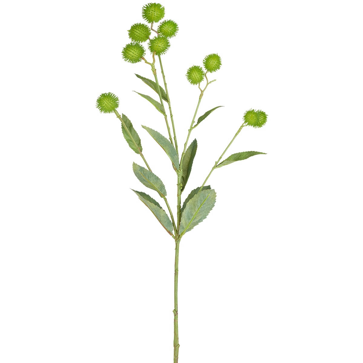 - Branche de graines de bardane h78