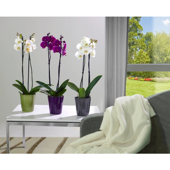 Blumentopf »ORCHID«, Breite: 12,3 cm, grey, Keramik