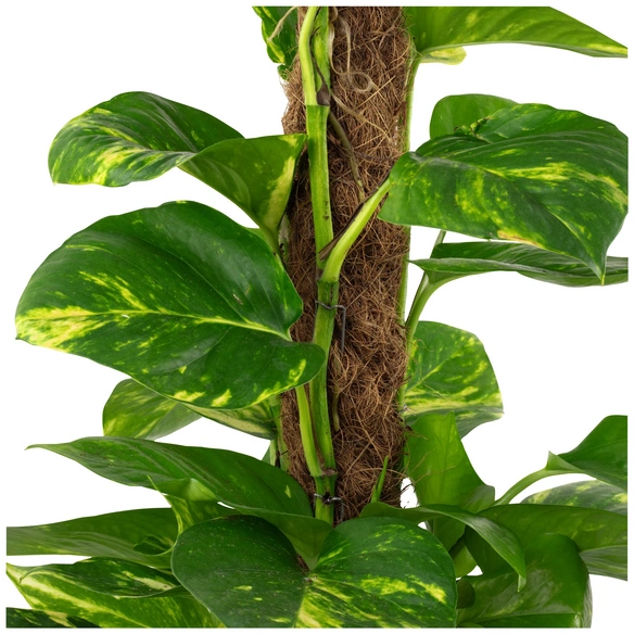 Efeutute, Epipremnum aureum