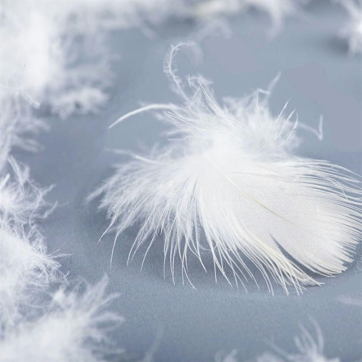 PREMIUM - Oreiller naturel mi-ferme enfant en plumes et duvet 40x60 cm