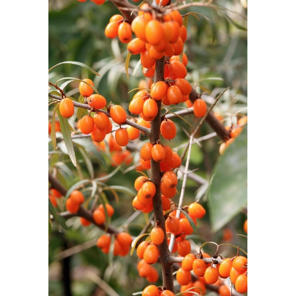 Sanddorn, Hippophae rhamnoides »Leikora« Blüten: gelb, Früchte: orange, essbar