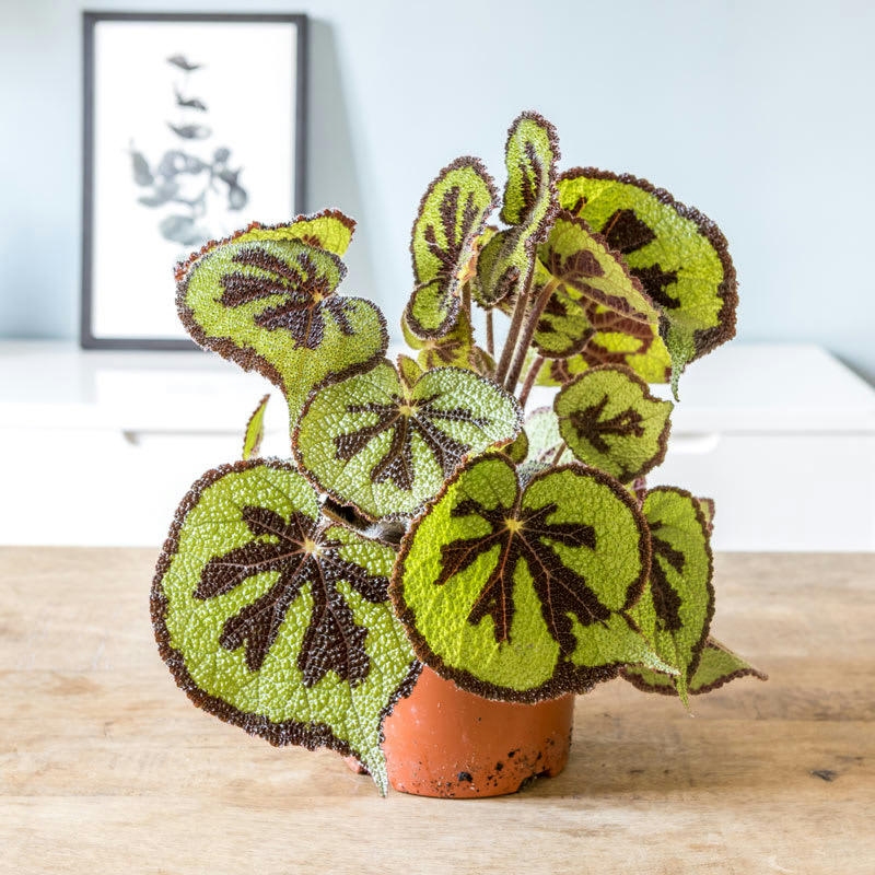 BÉGONIA - Bégonia croix de fer sans cache-pot