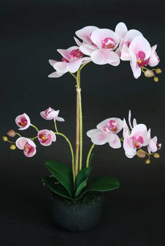 Kunstpflanze Phalaenopsis