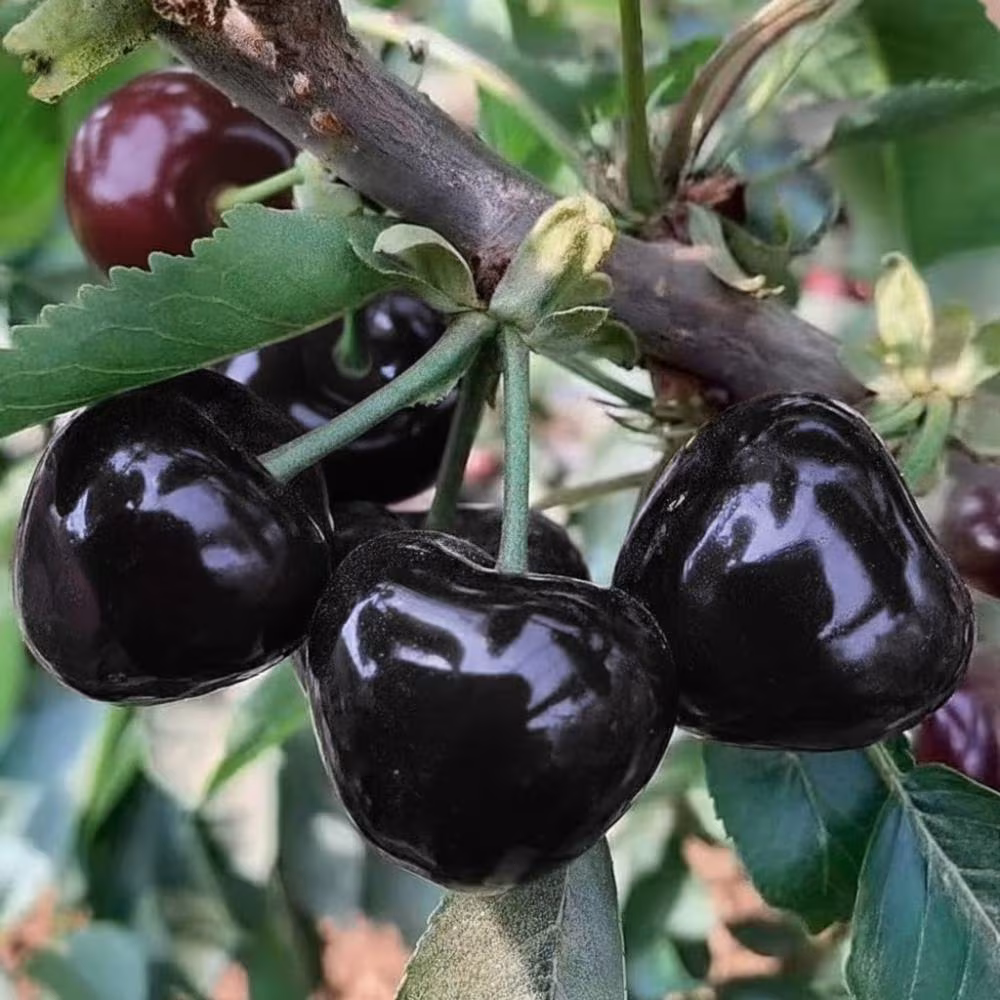 Black Cherry Tree, Live Fruit Tree 6-12