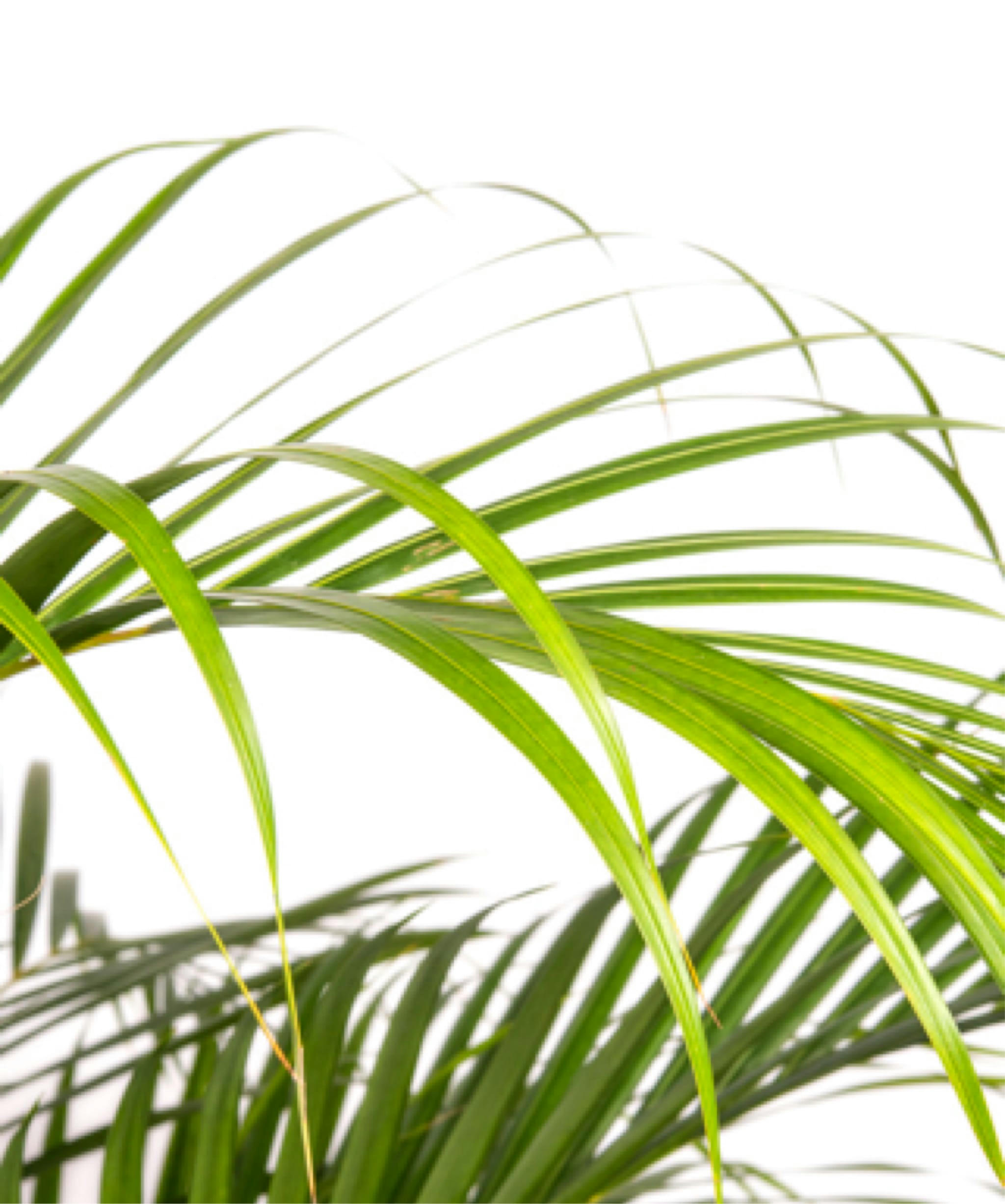 - Plante d'intérieur - Palmier areca de 120cm en pot blanc gris