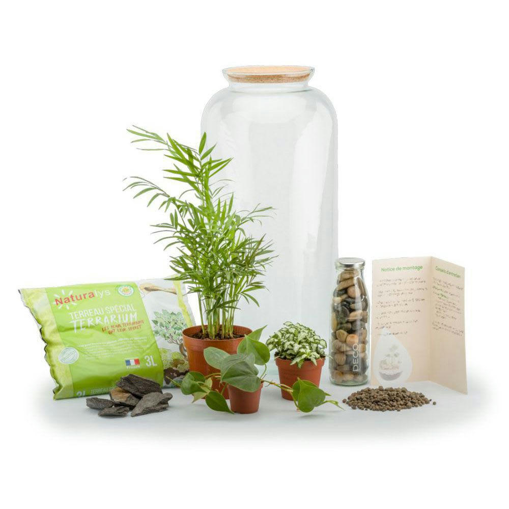 TERRA KIT - Kit terrarium plantes bonbonne mix l (23 x 51 cm)