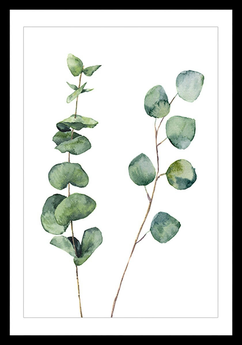 - Affiche nature aquarelle feuille d' eucalyptus avec cadre noir 30x45cm