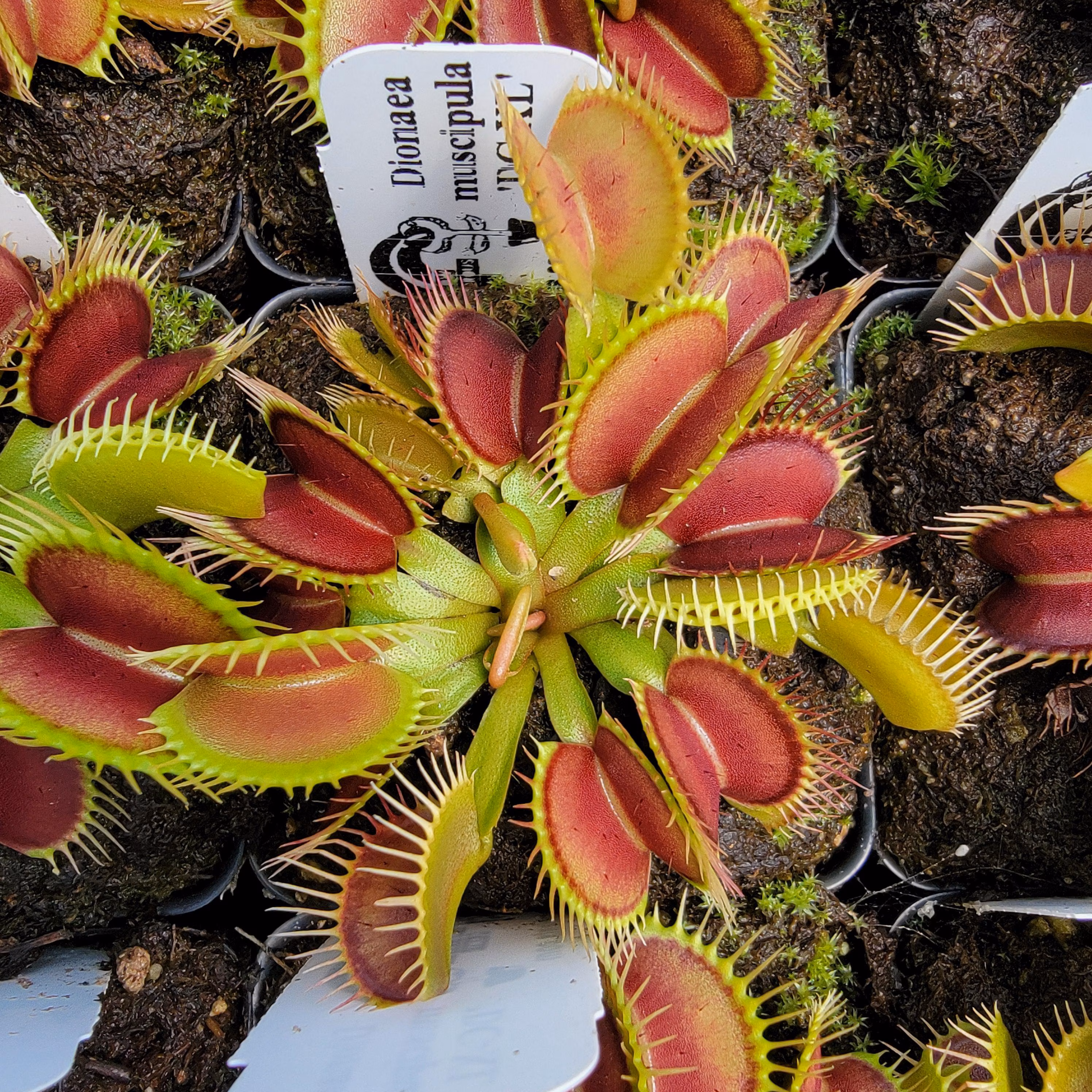 Venus flytrap 'DC-XL' -Lab Grown-
