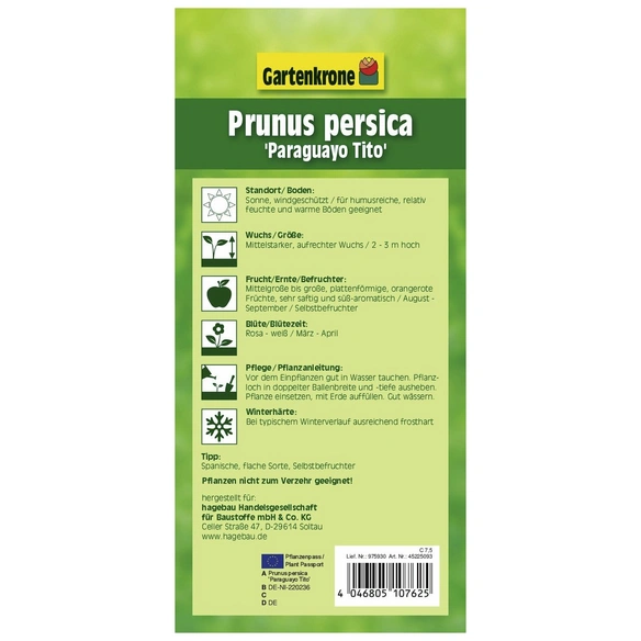 Tellerpfirsich, Prunus persica »Paraguayo Tito«, Früchte: süß