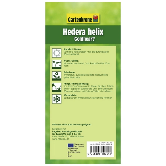 Efeu, Hedera helix, Höhe: 60 - 100 cm, Blattfarbe: grün