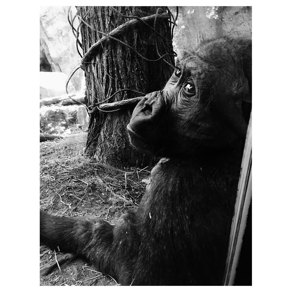 - Tableau impression sur toile le chimpanzé 60x80cm